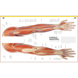 The Complete Human Body – Illustrated 3D Anatomy Atlas, Physiology Guide & Medical Conditions Reference (3rd Edition)